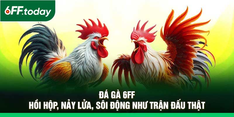 Đá Gà 6FF